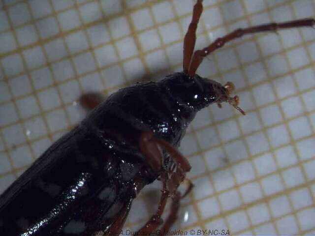 Image of Kiawe round headed borer