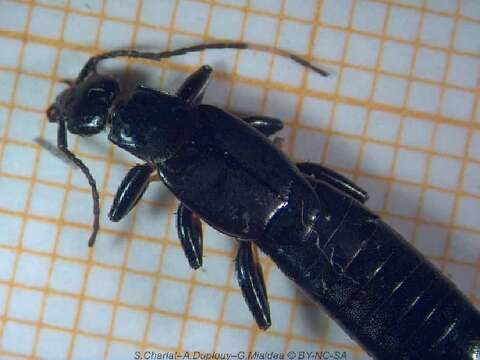 Image of black earwigs