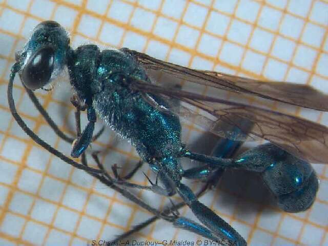 Image of Mud dauber