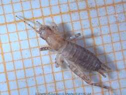 Image of scaly crickets