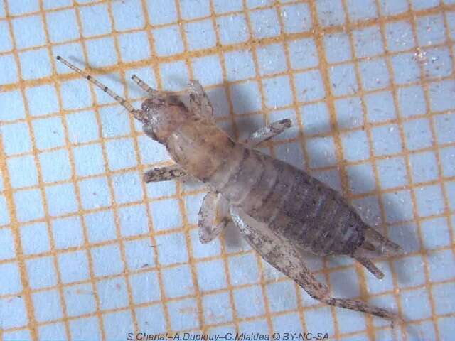 Image of scaly crickets