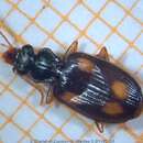 Image of Asian ground beetle
