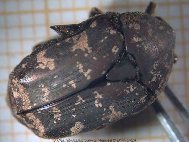 Image of Asian mango flower beetle