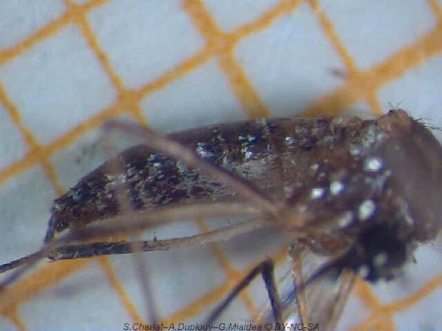 Image of Dengue fever mosquito