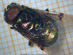 Image of Syrphid fly