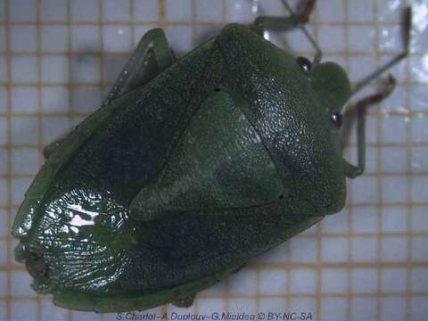 Image of Southern green stink bug