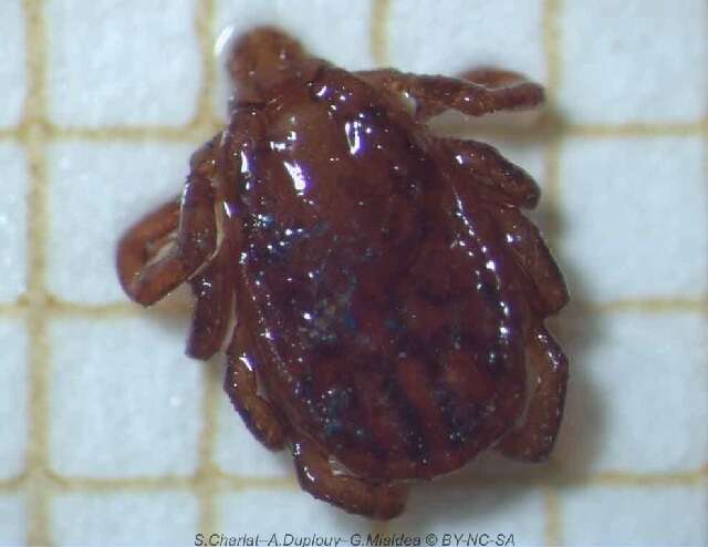Image of hard ticks
