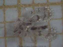 方翅網蝽屬的圖片
