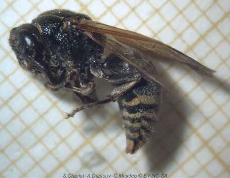 Image of Keyhole Wasp