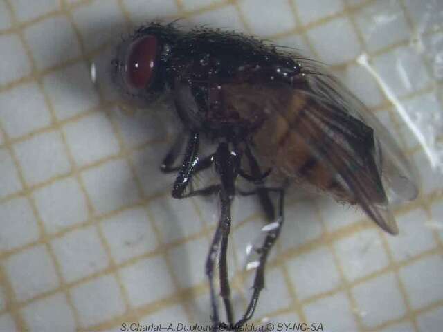 Image of house fly