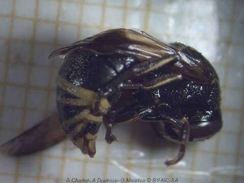 Image of Keyhole Wasp