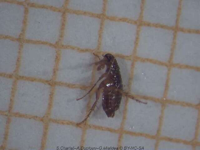 Image of Cat Flea