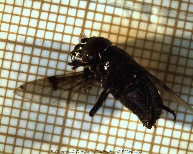 Image of Syrphid fly