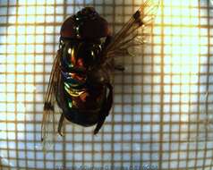 Image of Syrphid fly