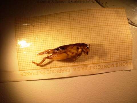 Image of Oceanic field cricket