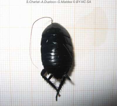 Image of blattid cockroaches