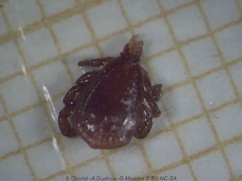 Image of hard ticks