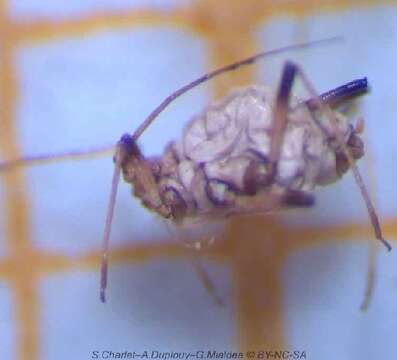 Image of Banana aphid