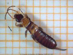 Image of little earwigs