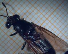 Image of Black Soldier Fly