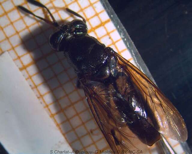 Image of Black Soldier Fly