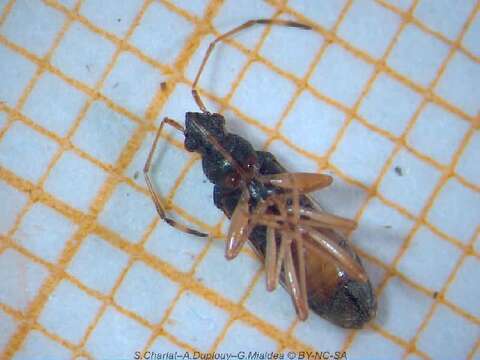 Image of dirt-colored seed bugs