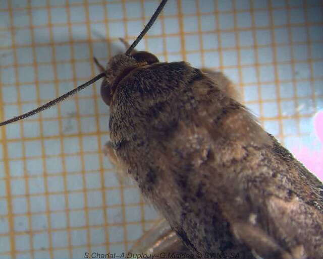 Image of Monkeypod moth