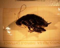 Image of blattid cockroaches