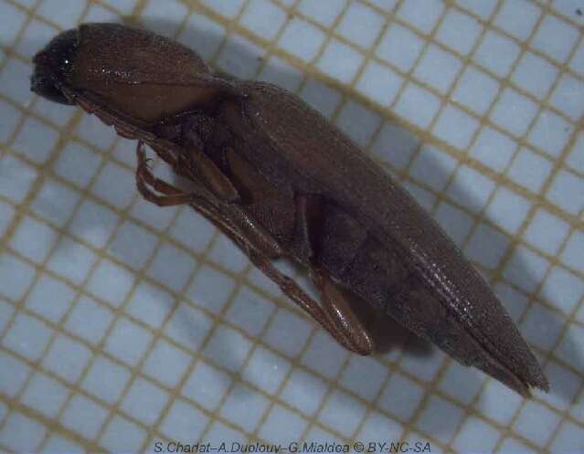 Image of Click beetle