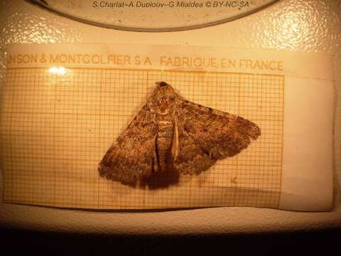 Image of Monkeypod moth