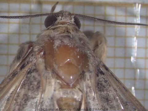 Image of Monkeypod moth