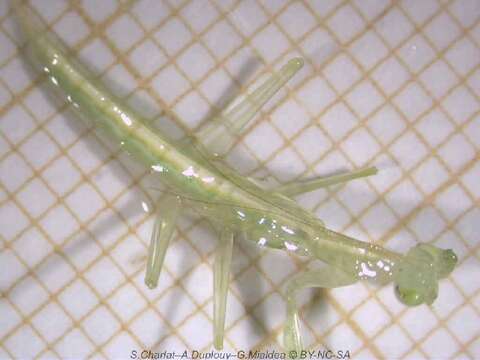 Image of Tropidomantis