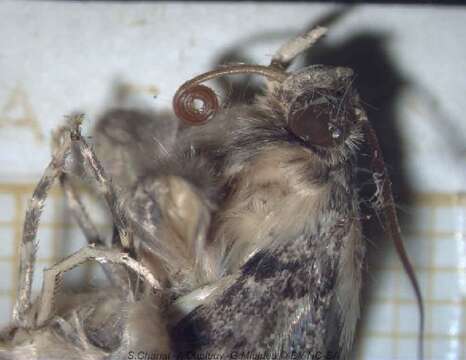 Image of Monkeypod moth