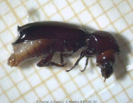 Image of horned powderpost beetles