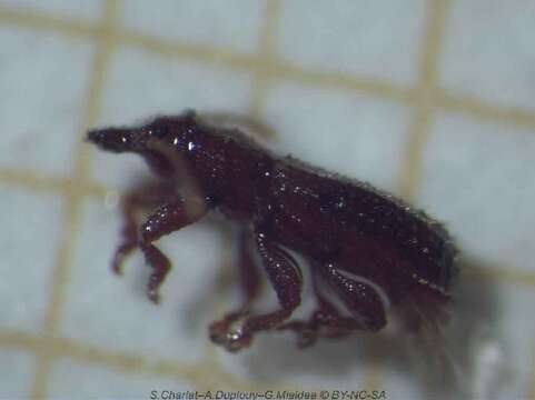 Image of Wheat weevil