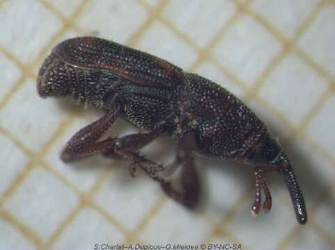 Image of Wheat weevil