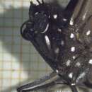 Image of <i>Euploea lewinii</i>