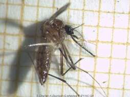 Image of Dengue fever mosquito