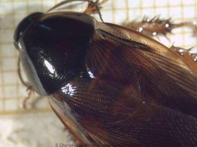 Image of Surinam cockroach