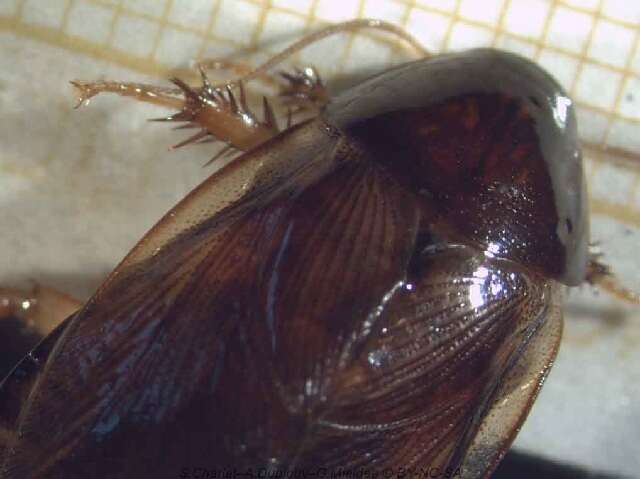 Image of Surinam cockroach