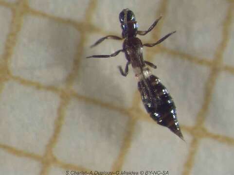 Image de Franklinothrips vespiformis (Crawford DL 1909)