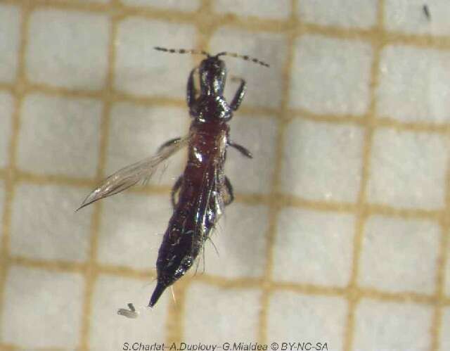 Image de Franklinothrips vespiformis (Crawford DL 1909)