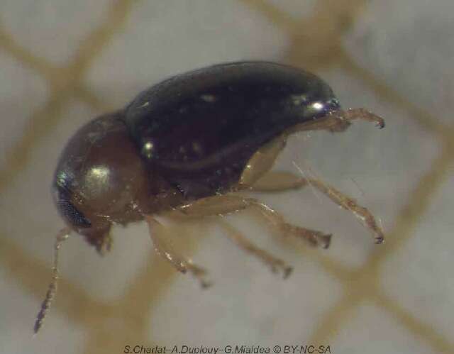 Image of Bronze leaf beetle