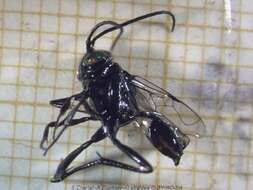 Image of Ensign wasp