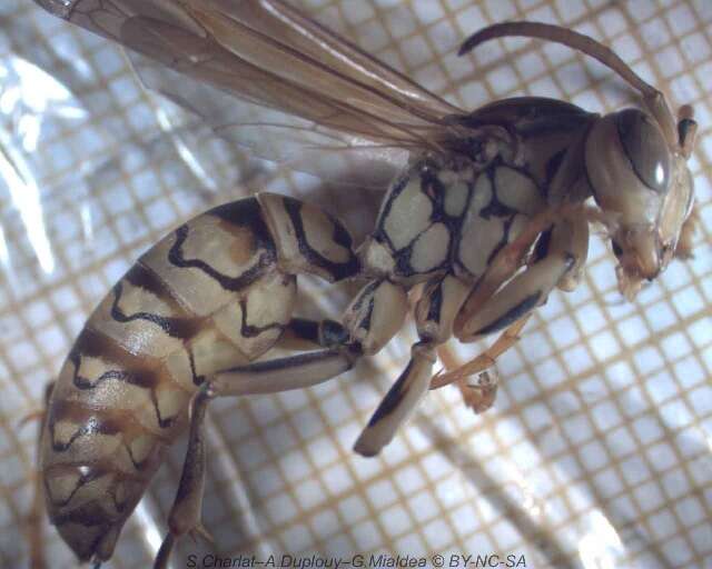 Image of Wasp