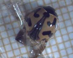 Image of Small Transverse Ladybird Beetle