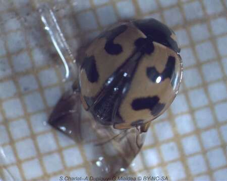 Imagem de <i>Coccinella transversalis</i>