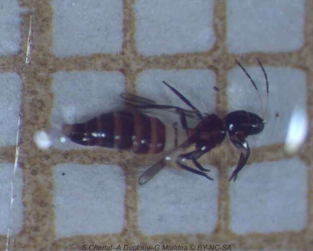 Image de Franklinothrips vespiformis (Crawford DL 1909)