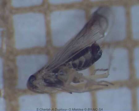 Image of Delphacid planthopper