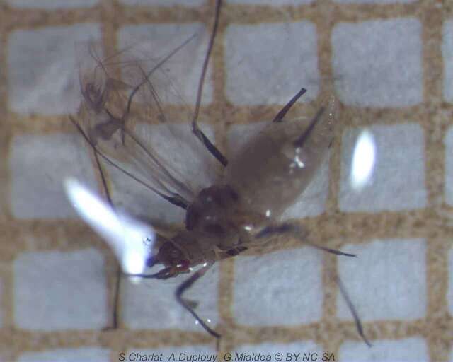 Image of English Grain Aphid